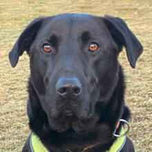 NICKI, Hund, Labrador Retriever-Mix in Lauf - Bild 34