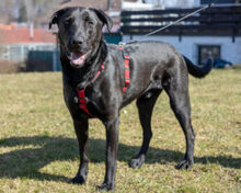 NICKI, Hund, Labrador Retriever-Mix in Lauf - Bild 4