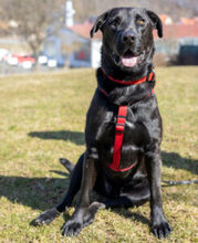 NICKI, Hund, Labrador Retriever-Mix in Lauf - Bild 5
