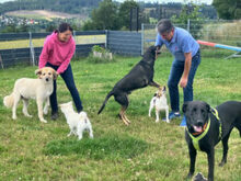 NICKI, Hund, Labrador Retriever-Mix in Lauf - Bild 6