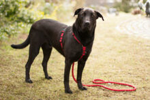 NICKI, Hund, Labrador Retriever-Mix in Lauf - Bild 7
