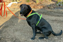 NICKI, Hund, Labrador Retriever-Mix in Lauf - Bild 8
