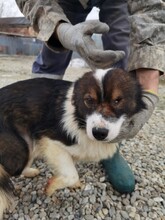 MIRONO, Hund, Sheltie-Dackel-Mix in Rumänien - Bild 3