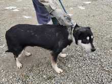 BUTO, Hund, Mischlingshund in Rumänien - Bild 3