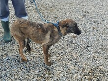 CANA, Hund, Mischlingshund in Rumänien - Bild 2