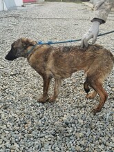 CANA, Hund, Mischlingshund in Rumänien - Bild 4
