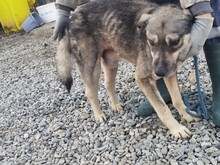 GREY, Hund, Mischlingshund in Rumänien - Bild 3