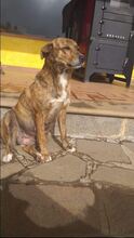 MARA, Hund, Mischlingshund in Italien - Bild 2