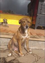 MARA, Hund, Mischlingshund in Italien - Bild 3