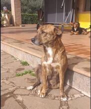 MARA, Hund, Mischlingshund in Italien - Bild 5
