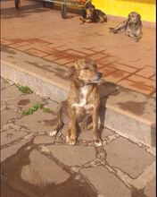 MARA, Hund, Mischlingshund in Italien - Bild 6