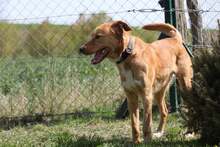 ZSÖMI, Hund, Mischlingshund in Ungarn - Bild 3