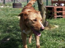 ZSÖMI, Hund, Mischlingshund in Ungarn - Bild 4