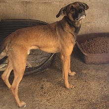 NODDY, Hund, Mischlingshund in Spanien - Bild 1