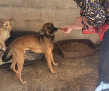 NODDY, Hund, Mischlingshund in Spanien - Bild 3