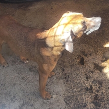 NODDY, Hund, Mischlingshund in Spanien - Bild 4