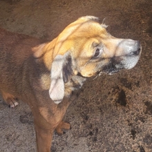 NODDY, Hund, Mischlingshund in Spanien - Bild 5