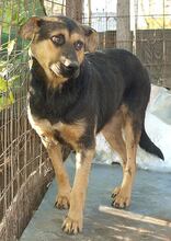 KENIA, Hund, Mischlingshund in Rumänien - Bild 1