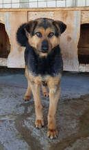 KENIA, Hund, Mischlingshund in Rumänien - Bild 2