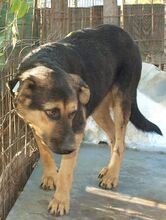 KENIA, Hund, Mischlingshund in Rumänien - Bild 3
