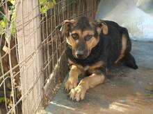 KENIA, Hund, Mischlingshund in Rumänien - Bild 4