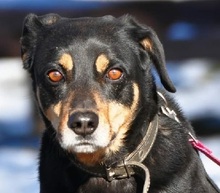 EDMUND, Hund, Mischlingshund in Slowakische Republik - Bild 1