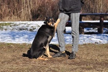 EDMUND, Hund, Mischlingshund in Slowakische Republik - Bild 2