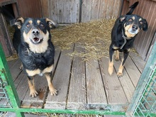 EDMUND, Hund, Mischlingshund in Slowakische Republik - Bild 3
