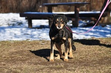 EDMUND, Hund, Mischlingshund in Slowakische Republik - Bild 6