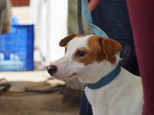 SIGGI, Hund, Jack Russell Terrier-Mix in Spanien - Bild 4