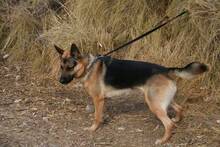 THOR, Hund, Deutscher Schäferhund in Spanien - Bild 3