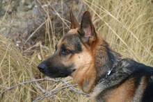 THOR, Hund, Deutscher Schäferhund in Spanien - Bild 4