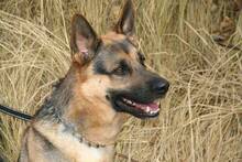 THOR, Hund, Deutscher Schäferhund in Spanien - Bild 6