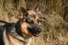 THOR, Hund, Deutscher Schäferhund in Spanien - Bild 9