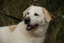 DUQUE, Hund, Herdenschutzhund-Mix in Spanien - Bild 2