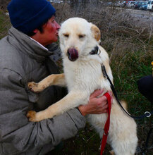 FERRY, Hund, Mischlingshund in Bulgarien - Bild 2