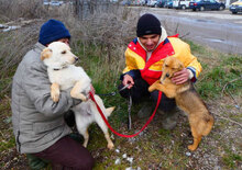 FERRY, Hund, Mischlingshund in Bulgarien - Bild 4