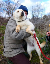 FERRY, Hund, Mischlingshund in Bulgarien - Bild 5