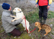 FERRY, Hund, Mischlingshund in Bulgarien - Bild 6