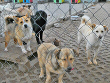 FERRY, Hund, Mischlingshund in Bulgarien - Bild 8