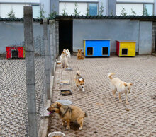 FERRY, Hund, Mischlingshund in Bulgarien - Bild 9