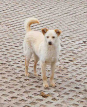 FERRY, Hund, Mischlingshund in Grefrath - Bild 1