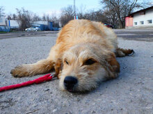 UMI, Hund, Mischlingshund in Bulgarien - Bild 2