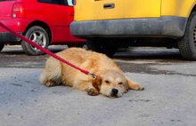 UMI, Hund, Mischlingshund in Bulgarien - Bild 3