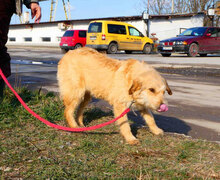 UMI, Hund, Mischlingshund in Bulgarien - Bild 4