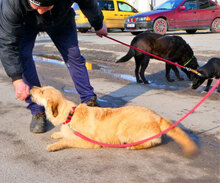 UMI, Hund, Mischlingshund in Bulgarien - Bild 6