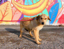 UMI, Hund, Mischlingshund in Bulgarien - Bild 7
