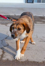 STIG, Hund, Mischlingshund in Bulgarien - Bild 2