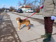 STIG, Hund, Mischlingshund in Bulgarien - Bild 3