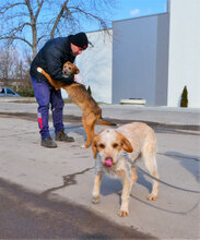 STIG, Hund, Mischlingshund in Bulgarien - Bild 4
